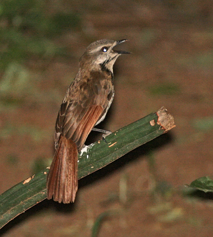 Spotted Morning-Thrush