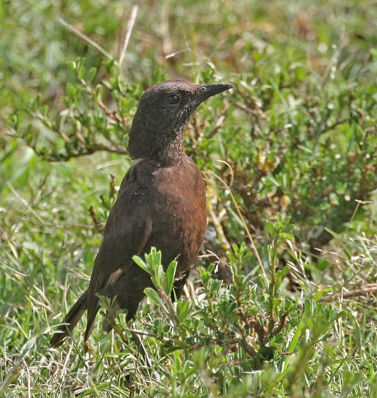 Northern Anteater-Chat