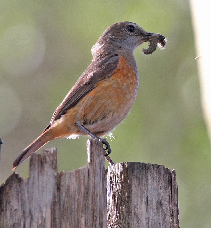 Little Rock-Thrush