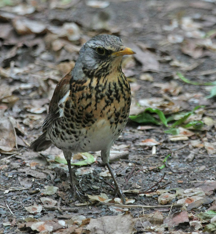 Fieldfare