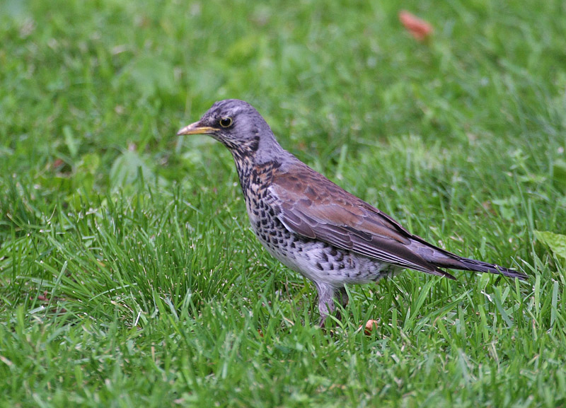 Fieldfare