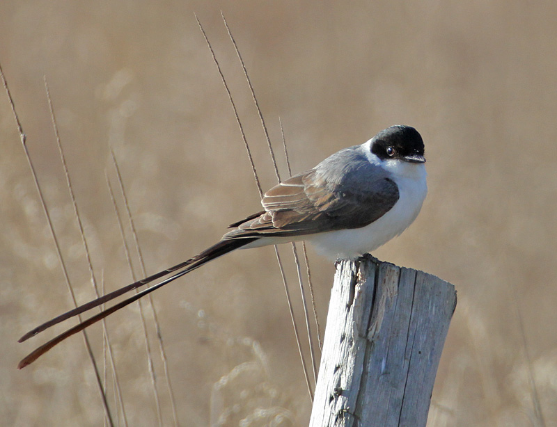 Fork-tailed Flycatcher