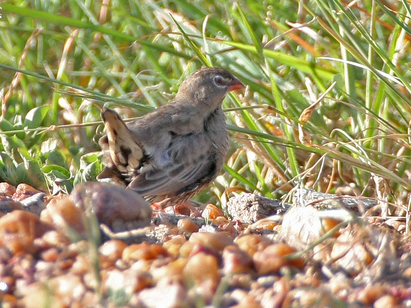 Quailfinch (Spectacled)