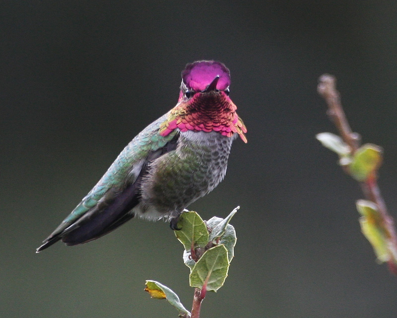 Annas Hummingbird
