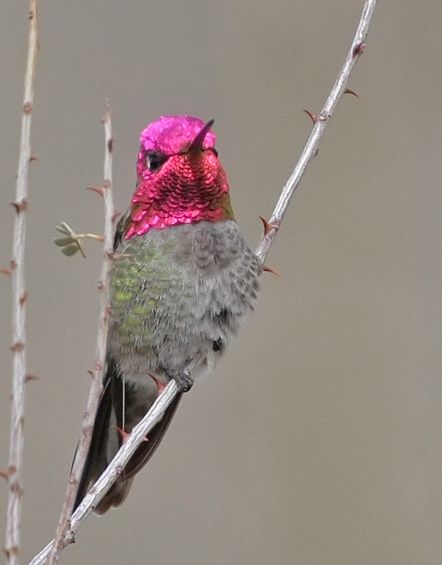 Annas Hummingbird