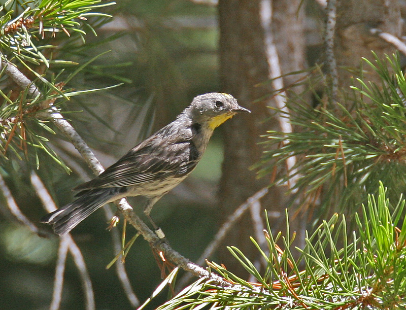 Yellow-rumped Warbler (Audubons)