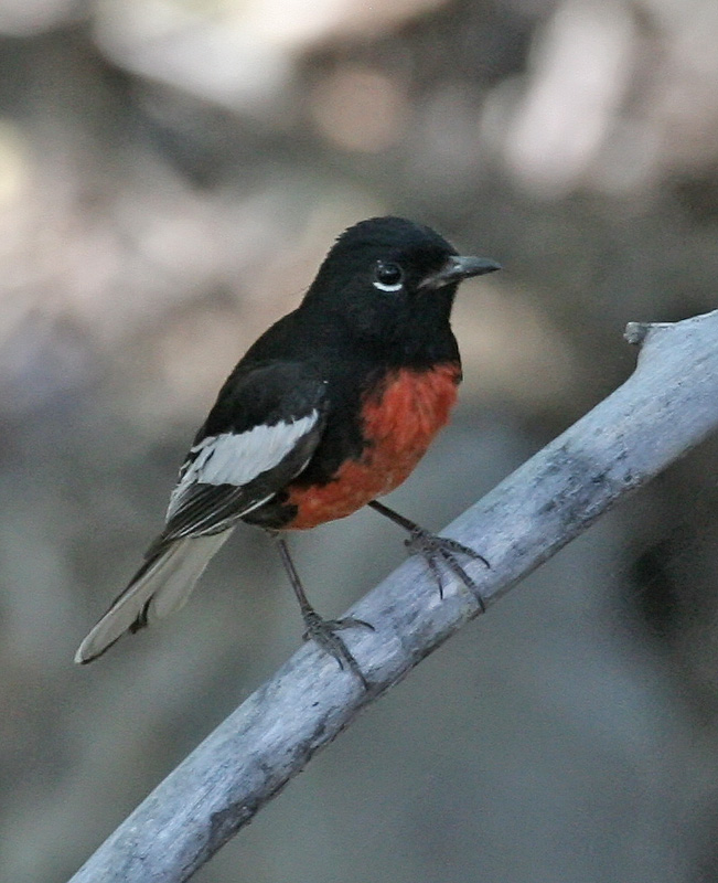 Painted Redstart