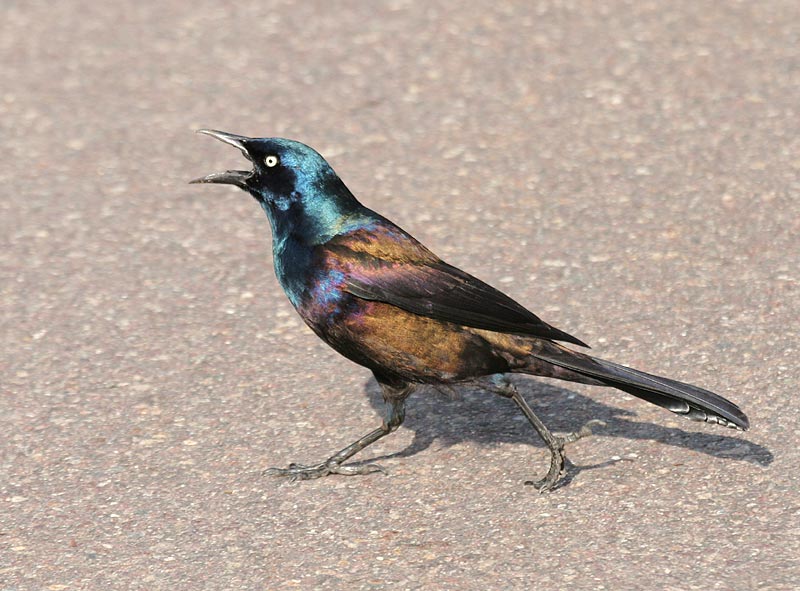 Common Grackle (Purple/Bronzed intergrade)