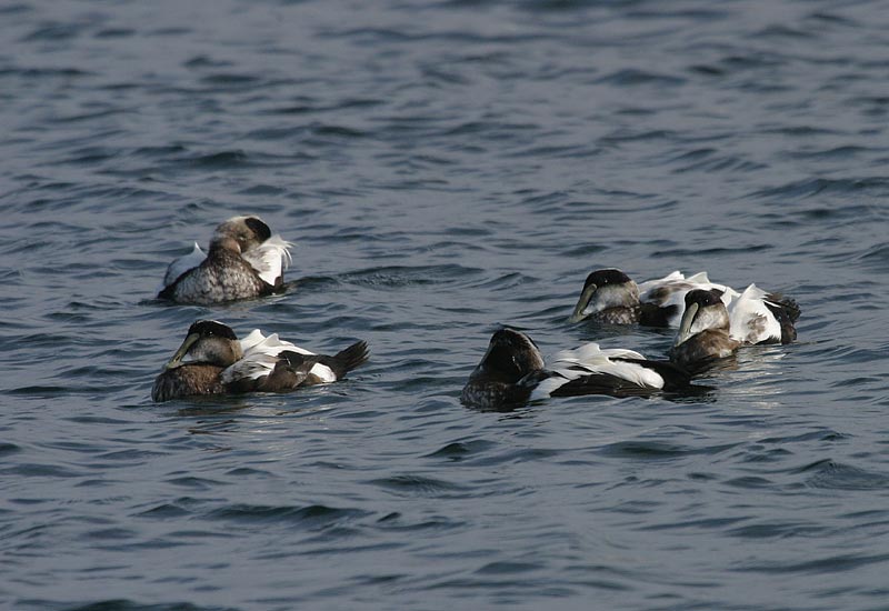 Common Eider