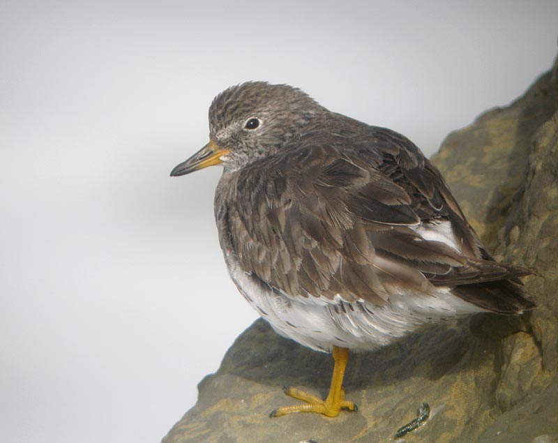 Surfbird