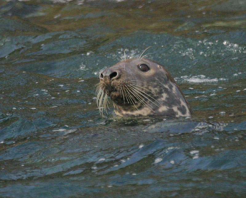 Gray Seal