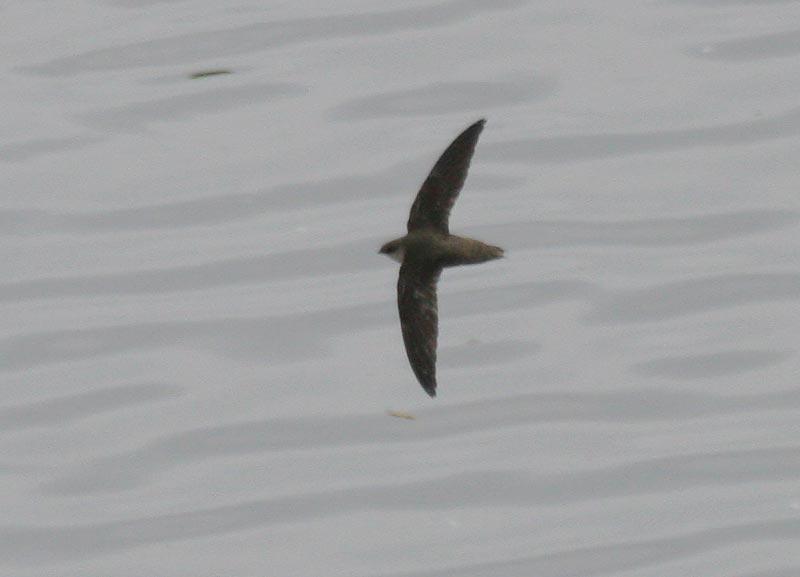 Chimney Swift