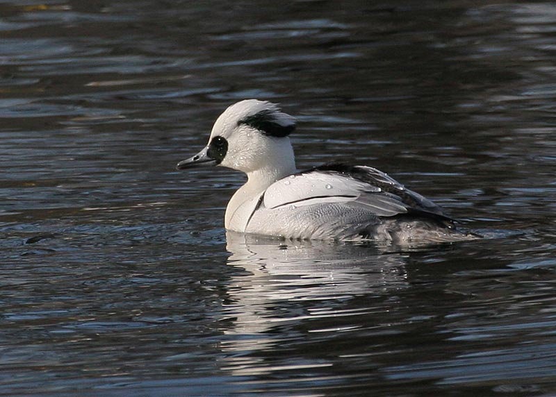 Smew