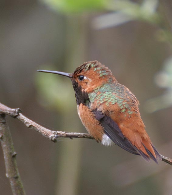 Allens Hummingbird