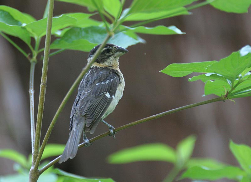 Black-headed Grosbeak