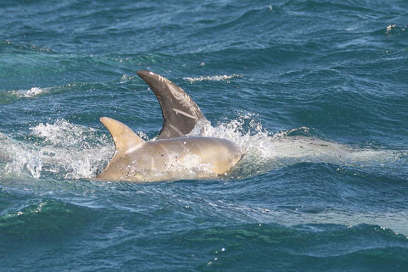 Rissos Dolphin