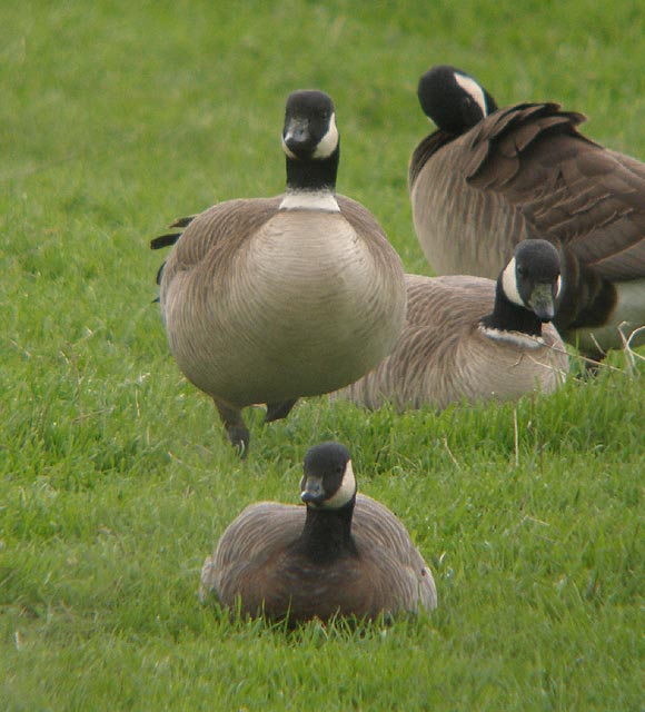 Cackling Goose (minima)