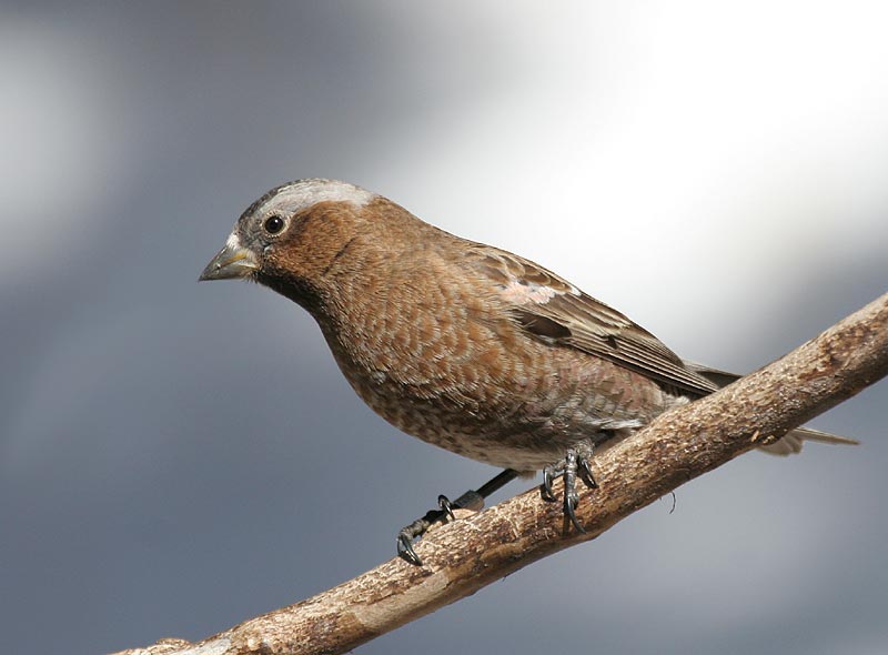 Gray-crowned Rosy-Finch (Gray-crowned)