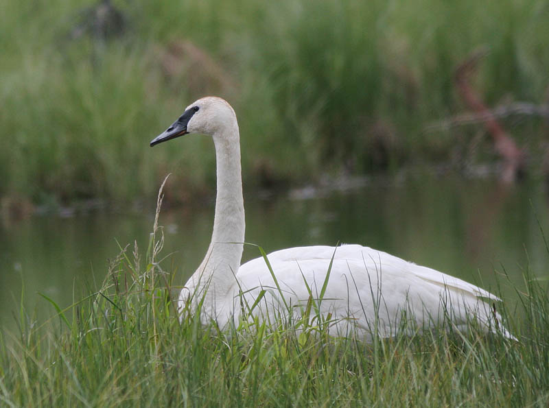 Trumpeter Swan