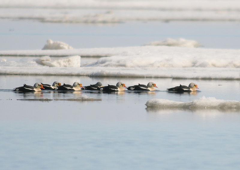 King Eider