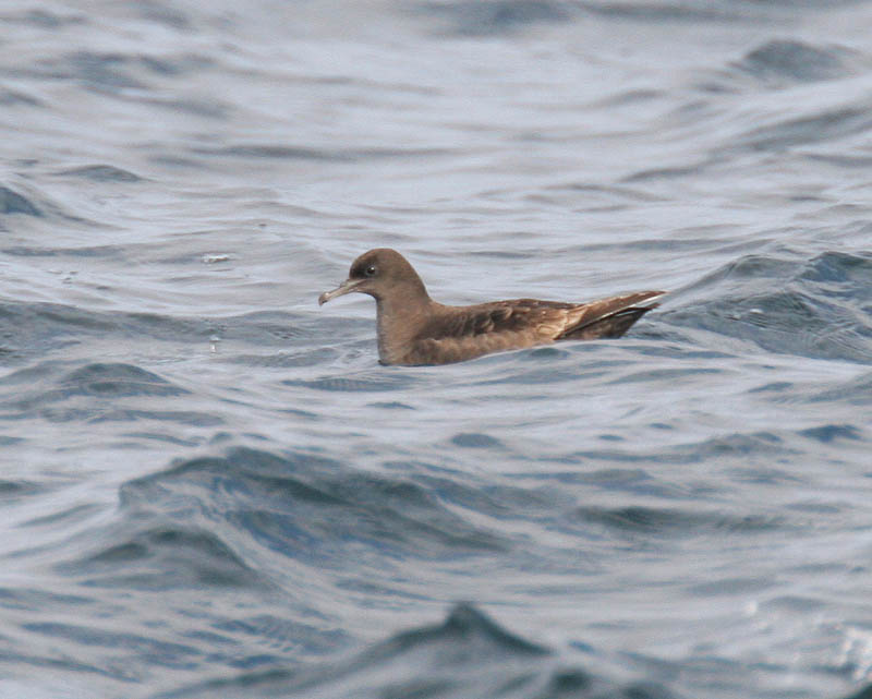 Sooty Shearwater