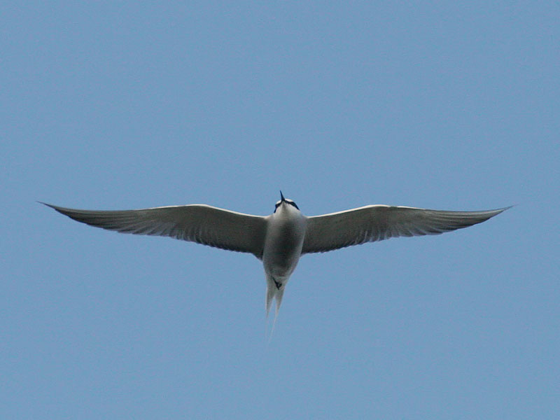 Aleutian Tern