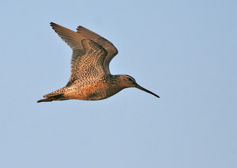 Short-billed Dowitcher (Pacific)