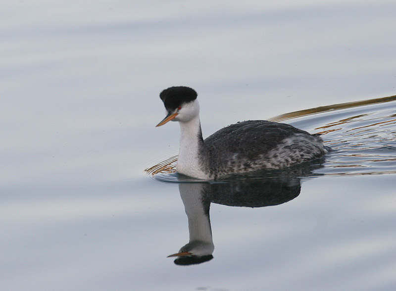 Clarks Grebe