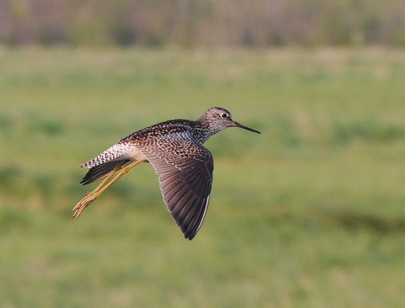 Lesser Yellowlegs