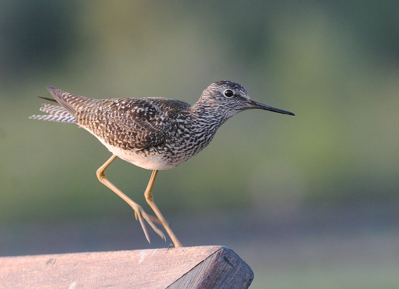 Lesser Yellowlegs