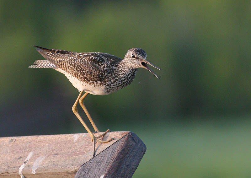 Lesser Yellowlegs