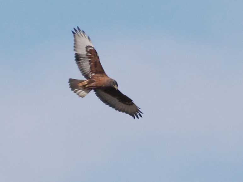 Ferruginous Hawk, dark morph