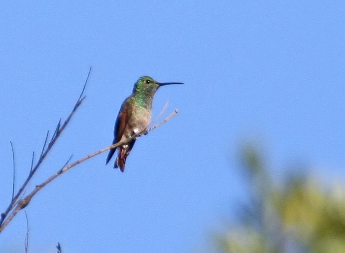 Berylline Hummingbird