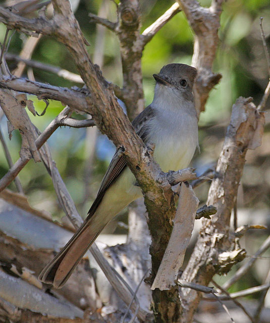 Ash-throated Flycatcher