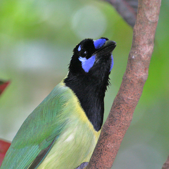 Green Jay (Green) - West Mexico form