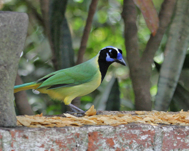 Green Jay (Green) - West Mexico form