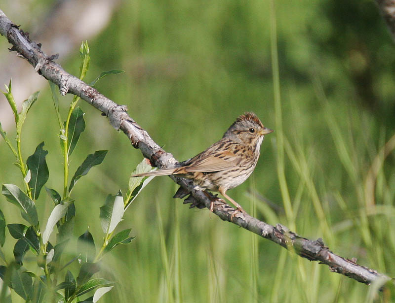 Lincolns Sparrow