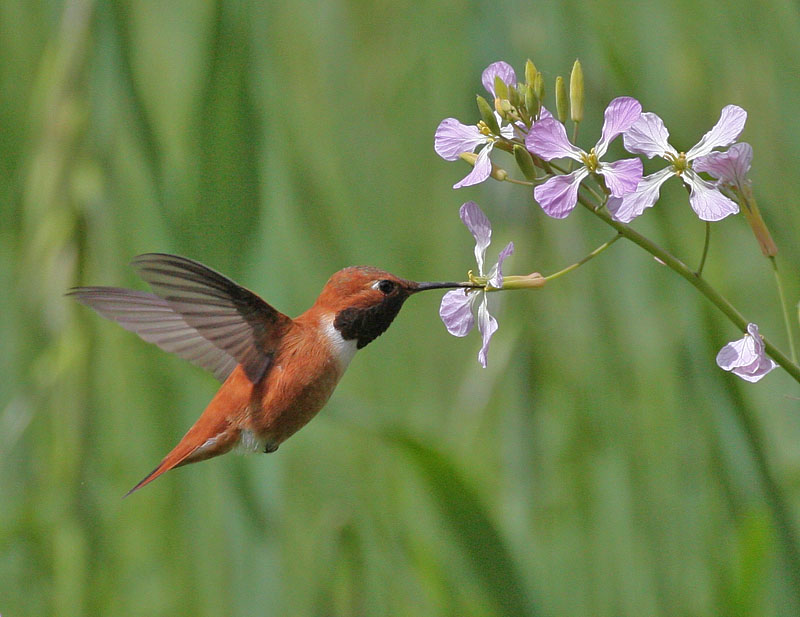 Rufous Hummingbird