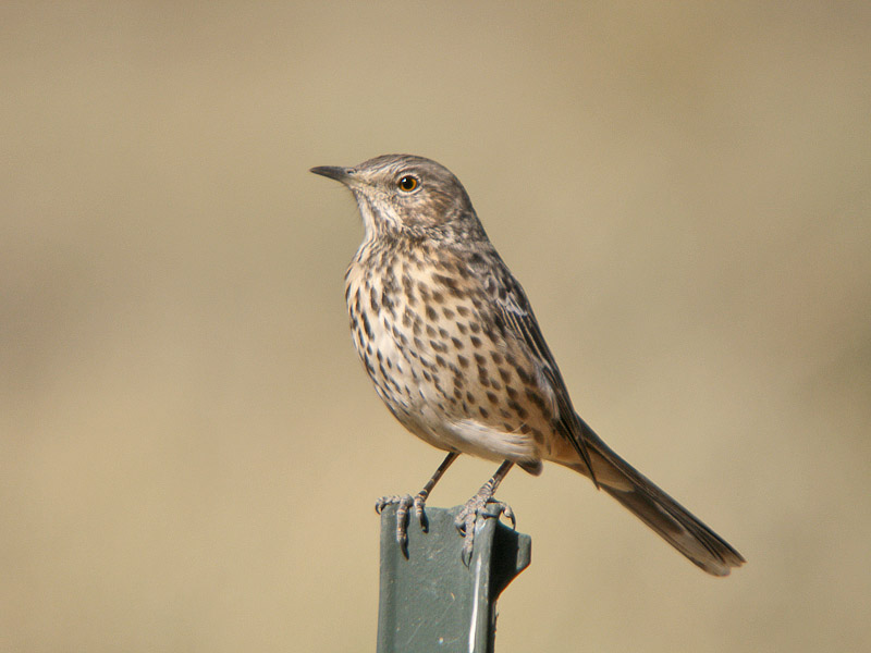 Sage Thrasher