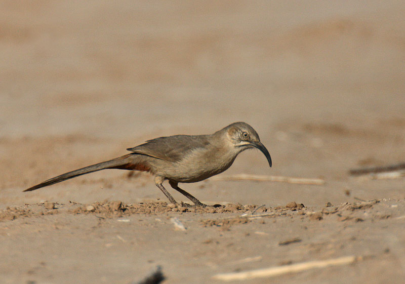 Crissal Thrasher