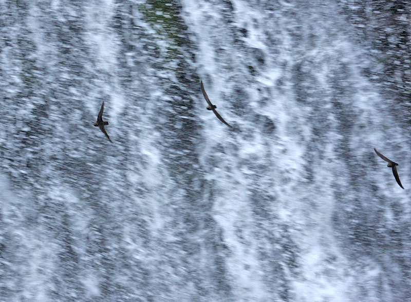 Black Swift