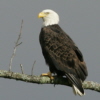 Bald Eagle avatar.jpg