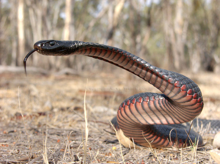 Red-bellied Black Snake