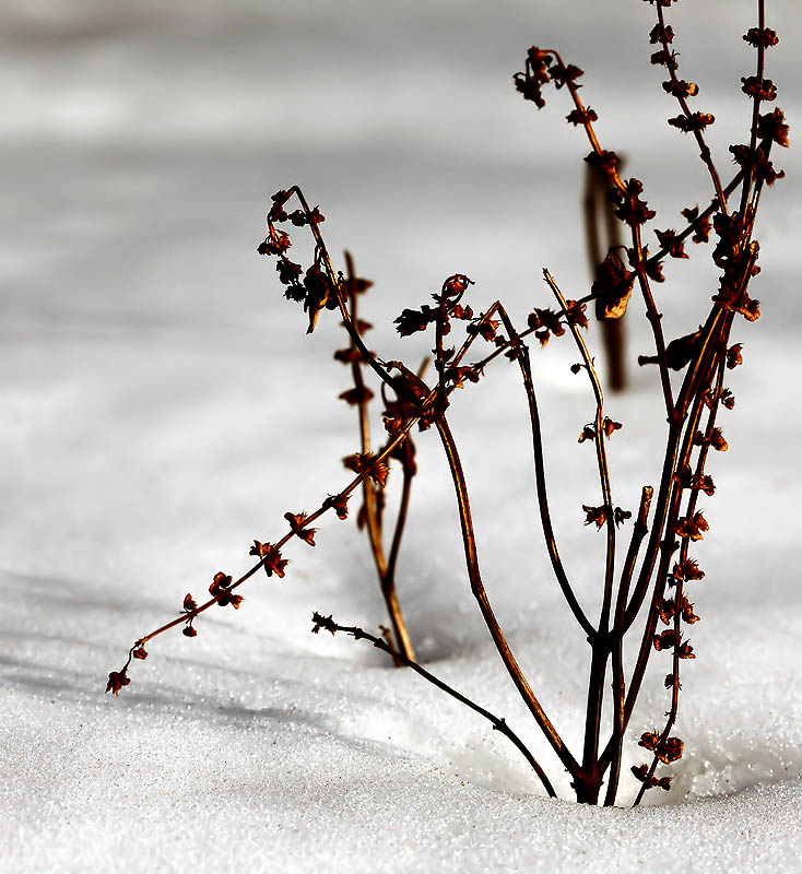 Winters Victor
