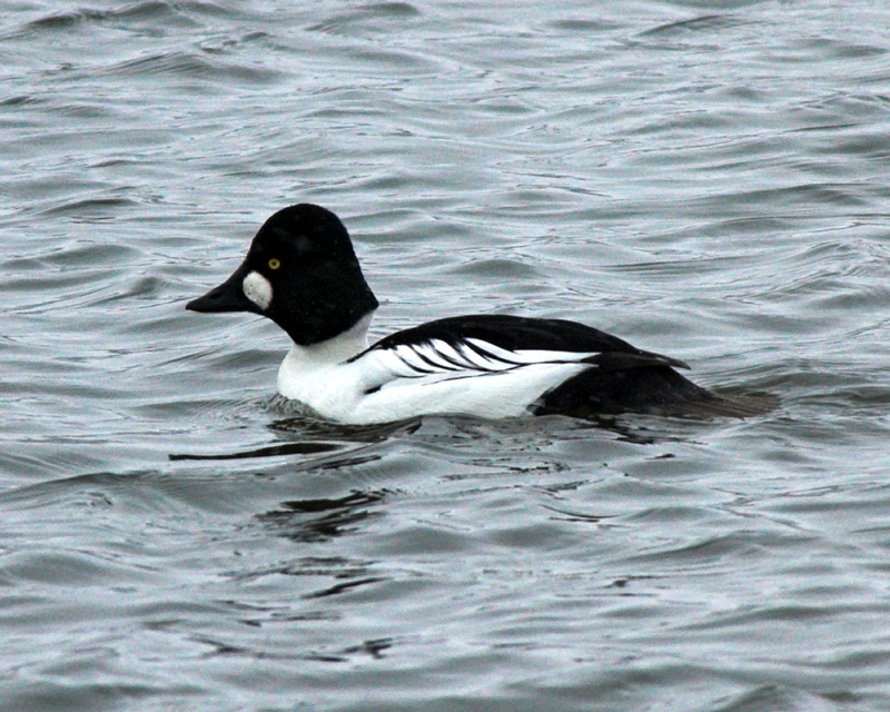 Common Goldeneye