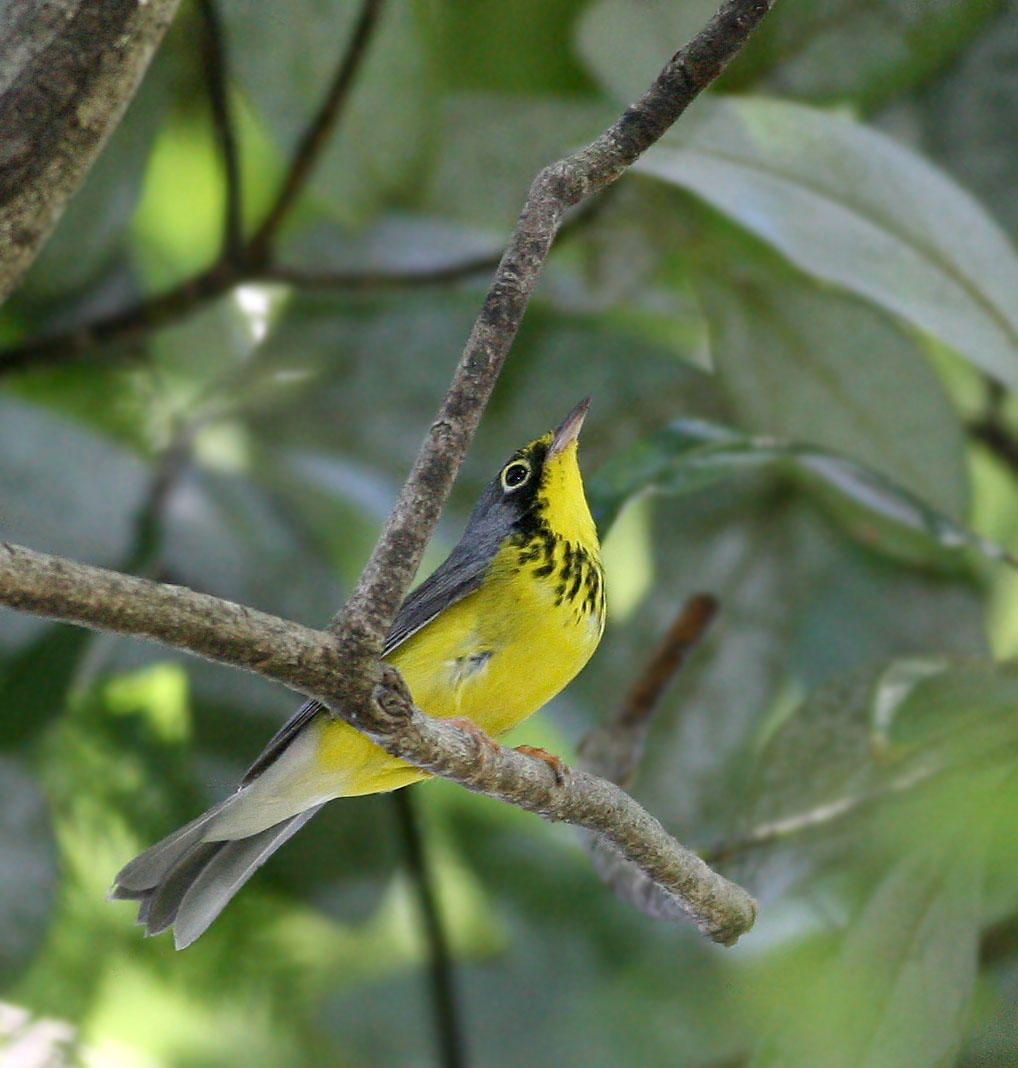   Warbler,Canada