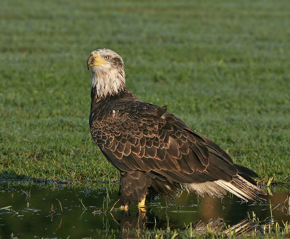Bald Eagle,4th year bird, Trorwood Park,