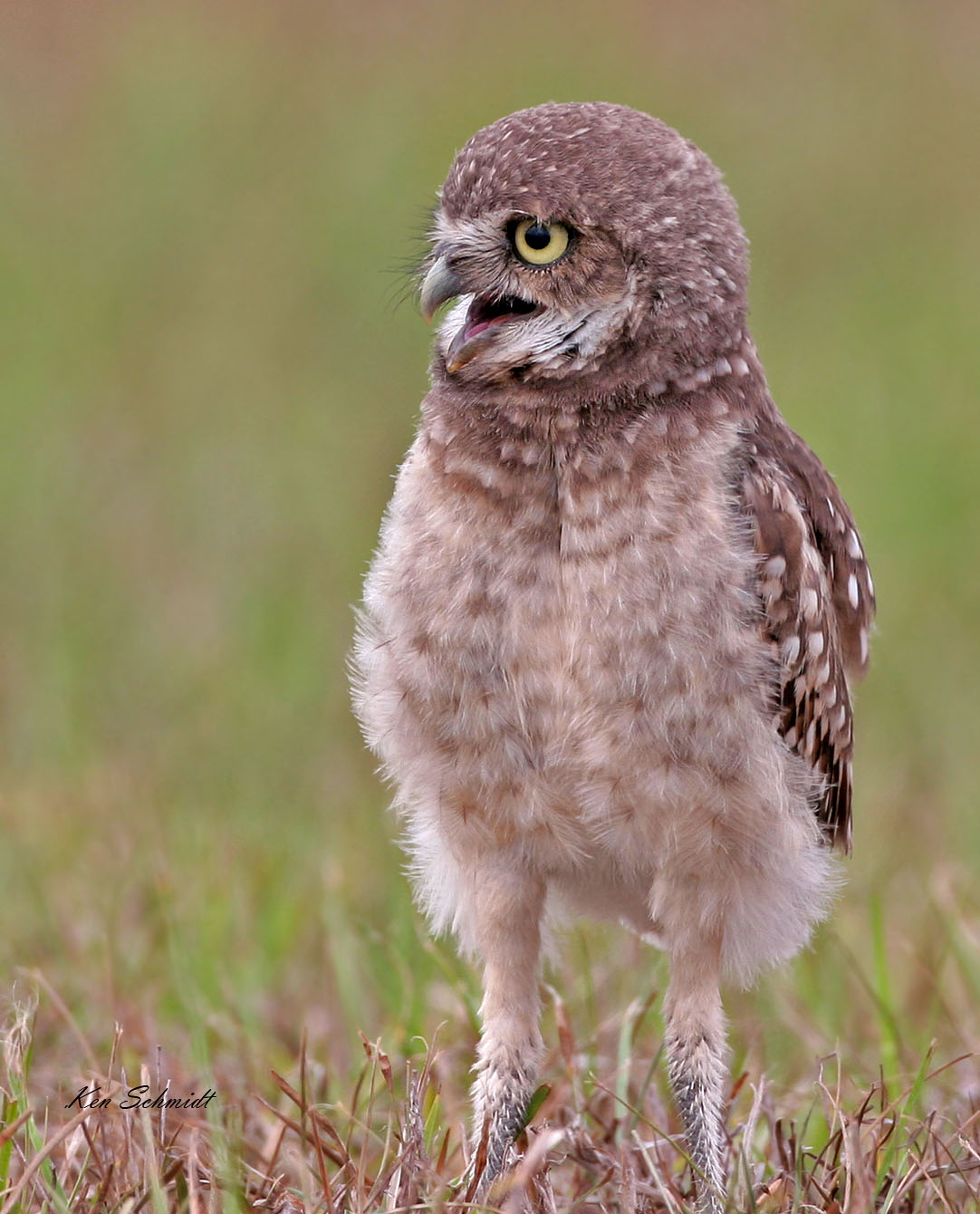 Young Burrowing Owl with its baby fur.