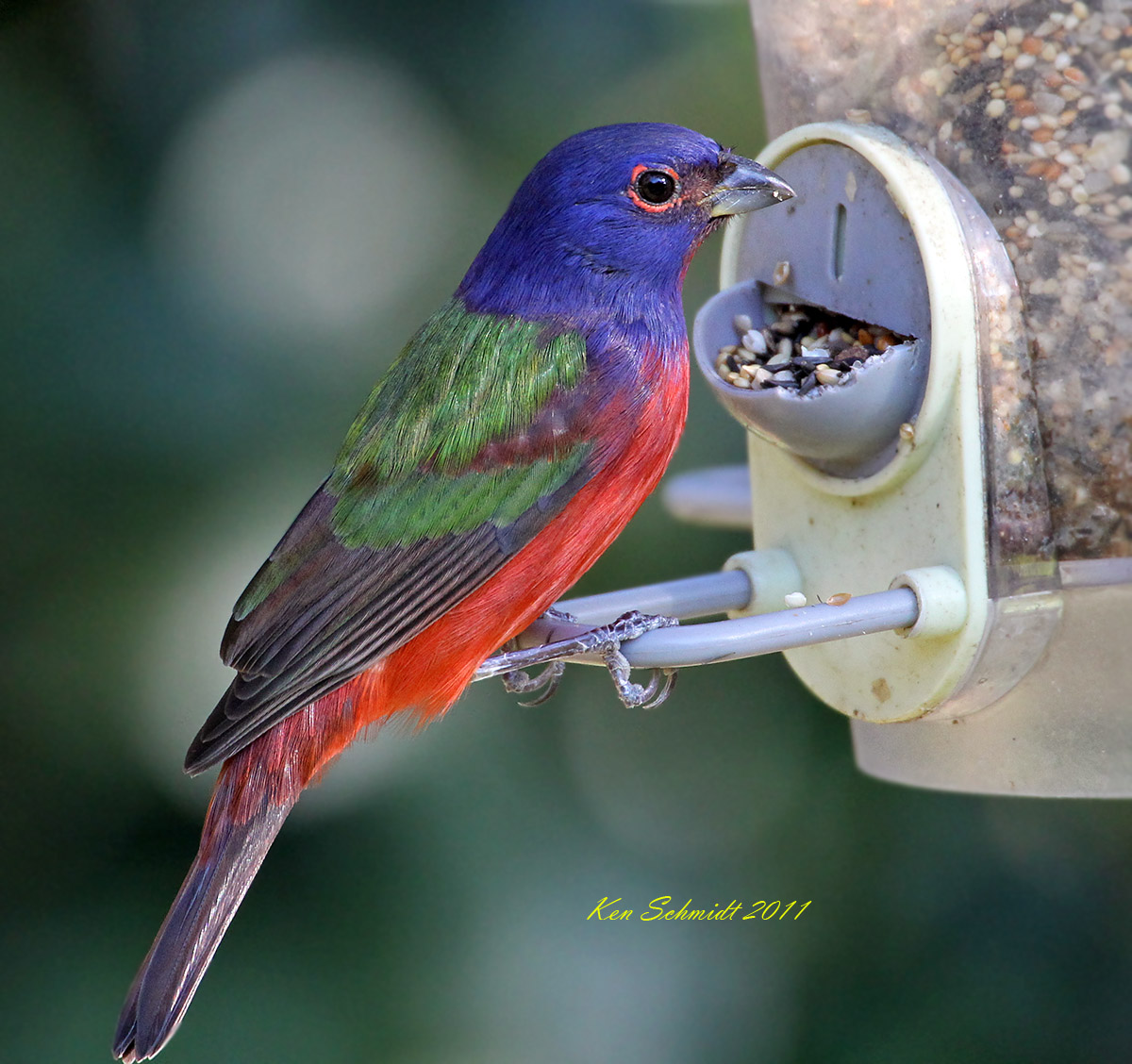  Male Painted Bunting at my feeder