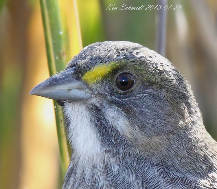 Seaside Sparrow